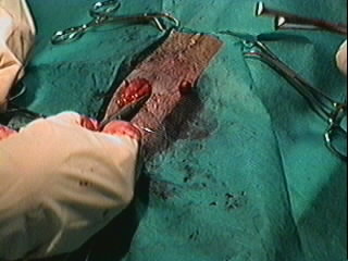 Redevet orquiectomia felina12