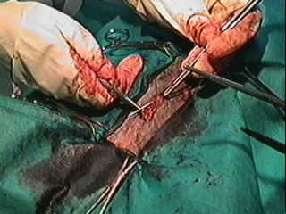 Redevet orquiectomia felina12