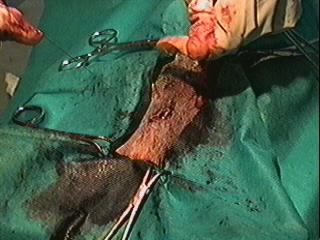 Redevet orquiectomia felina11