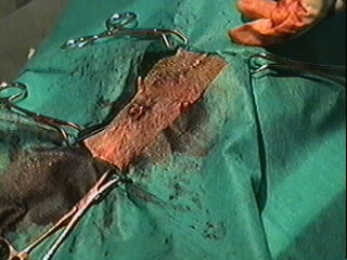 Redevet orquiectomia felina11