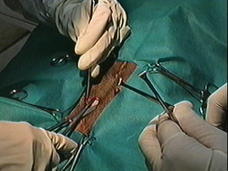 Redevet orquiectomia felina3