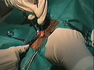 Redevet orquiectomia felina4