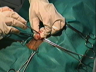 Redevet orquiectomia felina5