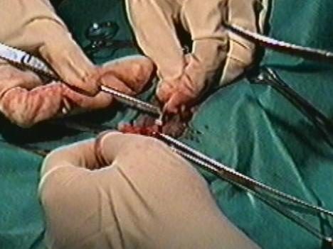 Redevet orquiectomia felina6