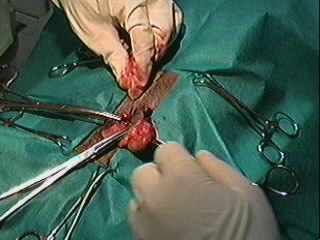 Redevet orquiectomia felina7