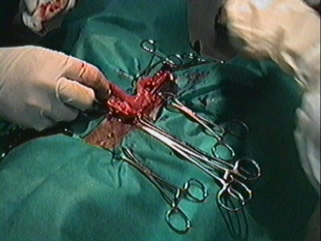 Redevet orquiectomia felina8