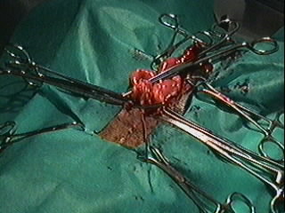 Redevet orquiectomia felina10