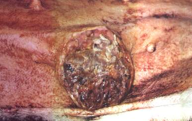 Redevet-tumor-mamario1