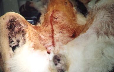 Redevet-tumor-mamario6