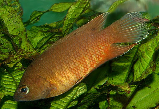 Redevet Belontia Hasselti