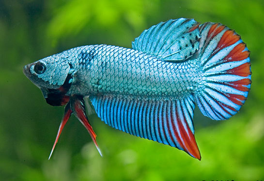 Redevet Betta Imbellis