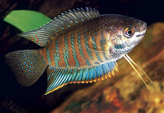 Redevet Colisa Fasciata