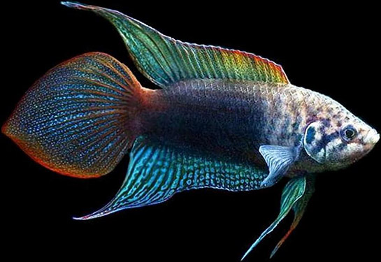 Redevet Macropodus Ocellatu