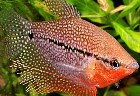 Redevet Trichogaster