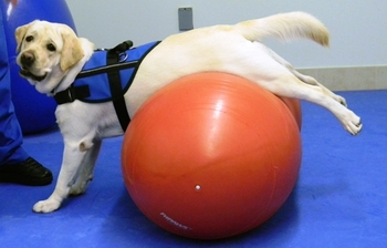 Redevet fisioterapia