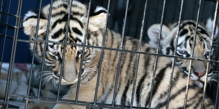 Contrabando de Animais