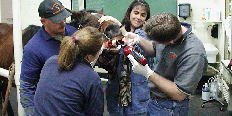 Redevet carreira veterinária1