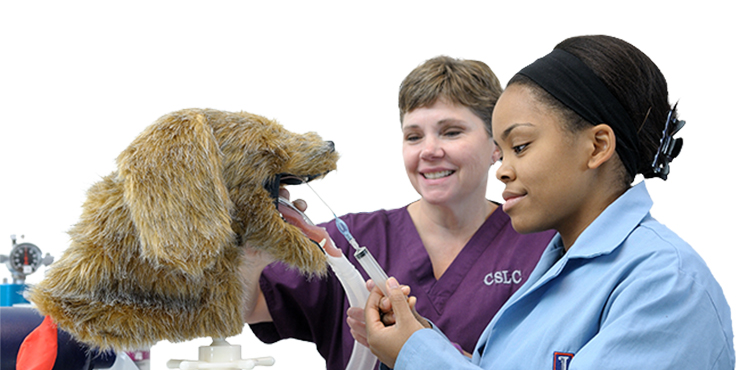 Redevet carreira veterinária2