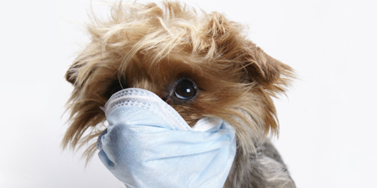 Redevet doenças comuns petsjpg