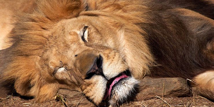 Redevet dorminhocos3