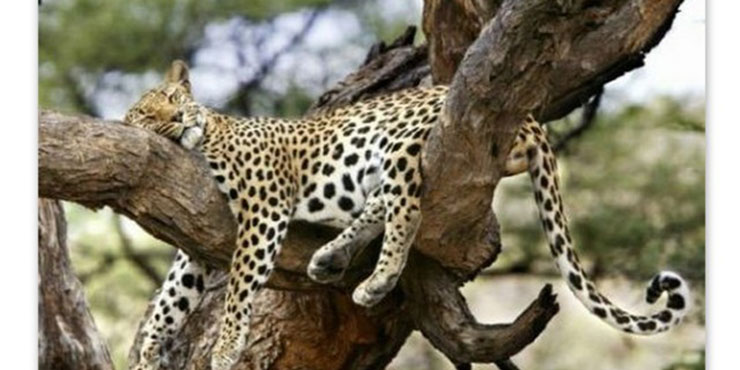 Redevet dorminhocos4