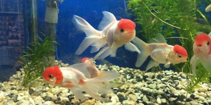 Redevet peixes ornamentais