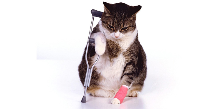 Redevet principais doenças pets