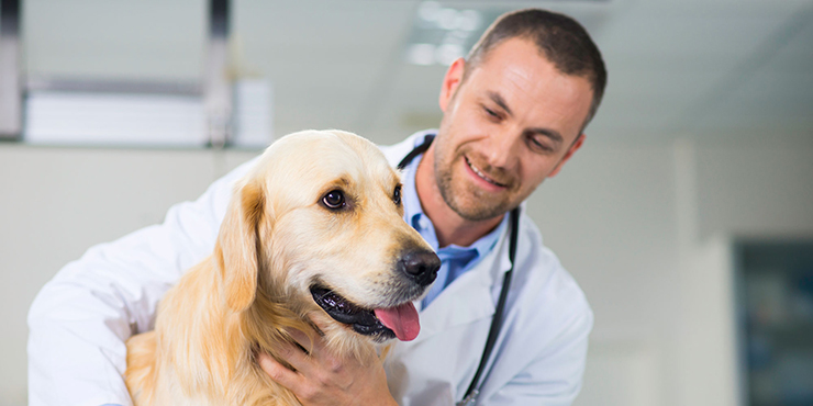 Redevet veterinarios no Brasil1
