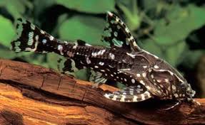 redevet AGAMYXIS PECTINIFRONS pectino peixe 