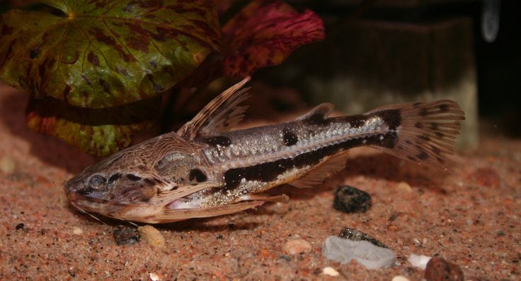 redevet AMBLYDORAS HANCOCKI amblidora peixe 