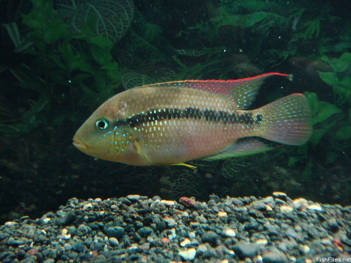redevet AMPHILOPHUSALFAR peixe