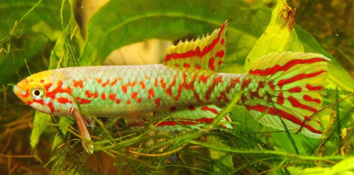 redevet APHYOSEMION GERYI peixe