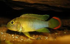 redevet APISTOGRAMMA NIJSSEN peixe