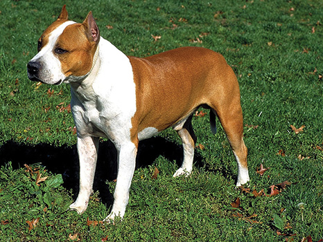 redevet AmericanStaffordshireTerrier