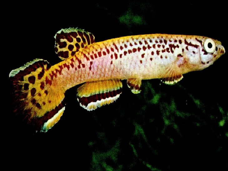 redevet Aphyosemion calliurum peixe