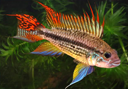 redevet Apistogramma cacatuoides peixe