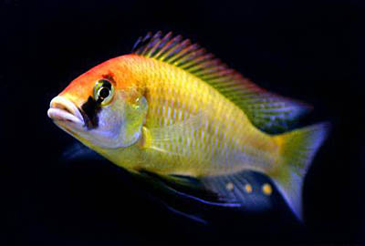 redevet Astatotilapia burtoni peixe