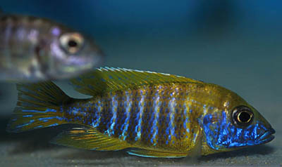 redevet Aulonocara baenschi peixe