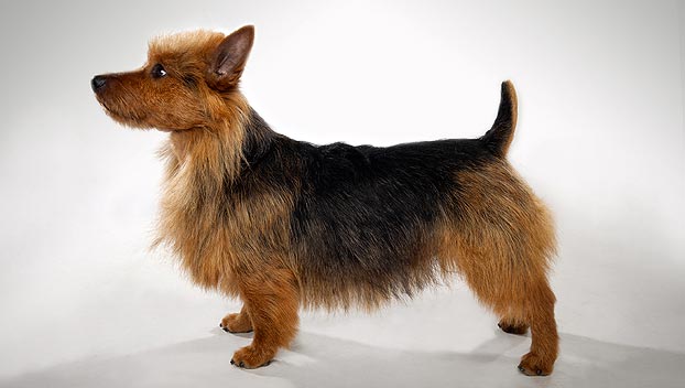 redevet Australian terrier