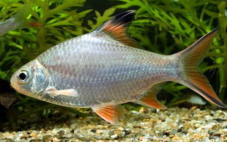 redevet BARBUS SCHWANEFELDI peixe