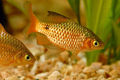 redevet BARBUS TICTO peixe