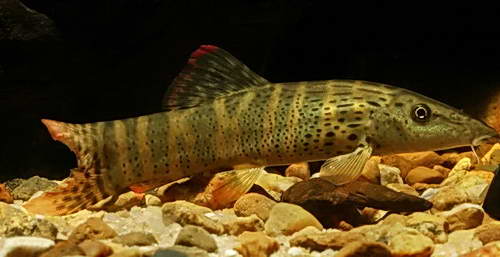 redevet BOTIA BERDMOREI peixe