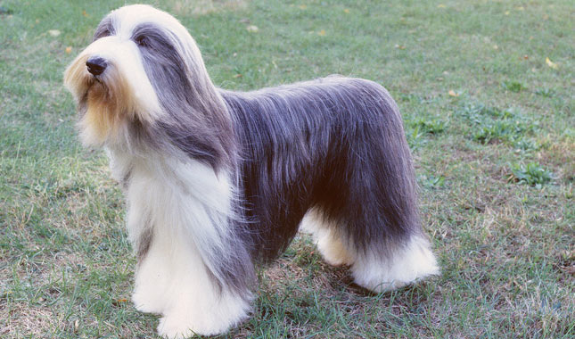redevet Bearded Collie