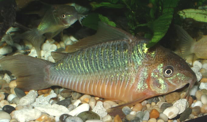 redevet Brochis britskii peixe