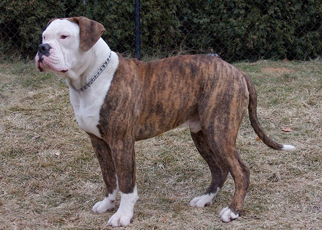 redevet Bulldog americano