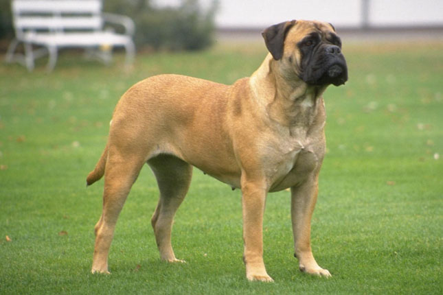 redevet Bullmastiff