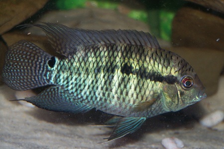 redevet CICHLASOMA PORTALEGRENSIS peixe