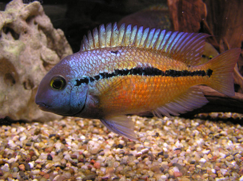 redevet COPORA NICARAGUENSIS peixe