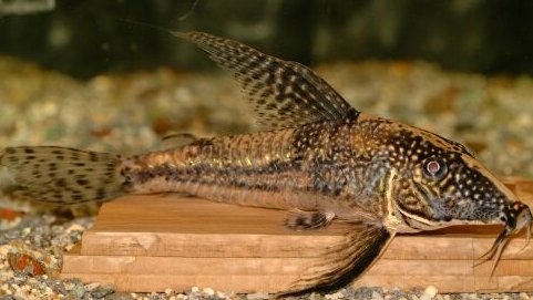 redevet CORYDORAS BARBATUS peixesarro peixe