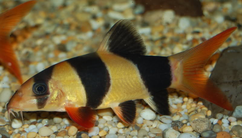 redevet Chromobotia macracanthus peixe